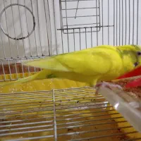 یک جفت مرغ عشق درشت وسرحال|پرنده|سنقر, |دیوار