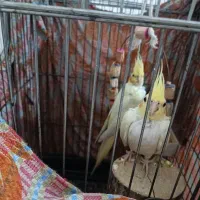 عروس هلندی لوتینو