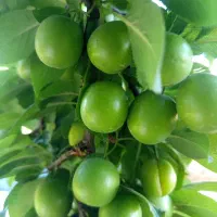 نهال فروشی یک سال تا پنج سال پیوندی