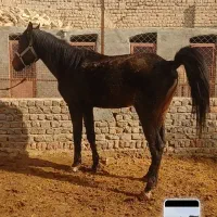 اسب عرب خالص باشناسنامه فقط تماس بگیرید