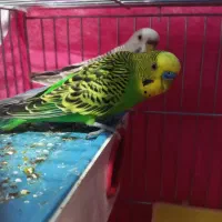 مرغ عشق کارداده|پرنده|اصفهان, جلفا|دیوار