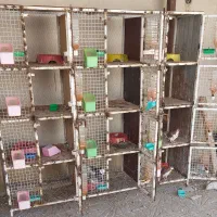 قفس بزرگ|لوازم جانبی حیوانات|کازرون, |دیوار