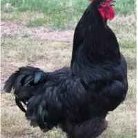 خروس قربانی سیاه کامل مشکی رفع چشم زخم آنلاین 24س