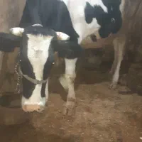 گاوتلیسه ابستن نزدیک زا