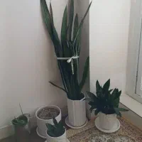 گلهای سانسوریا