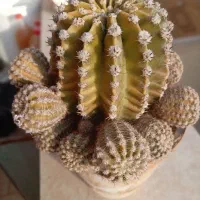 گل کاکتوس، گندمی، یخی|گل و گیاه طبیعی|شاهینشهر, شهرک ردانی پور|دیوار