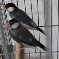 یک جفت فنج نرگسی فوق مولد معاوضه و فروش|پرنده|خرم‌آباد, |دیوار