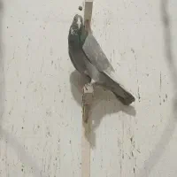 ۳تا نر پلنگ