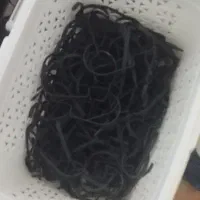 چوبکاراپل دار مشکی طلایی،