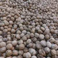 گردو خشک درجه 1