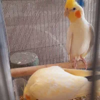 عروس هلندی مولد