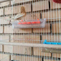 ماده قناری درجه یک آماده چشم شرابی