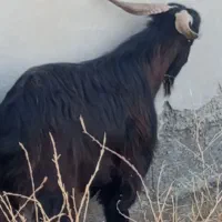 بز آبستن کهره ای نر وماده
