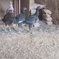 جوجه لاری|حیوانات مزرعه|نیشابور, فضل|دیوار