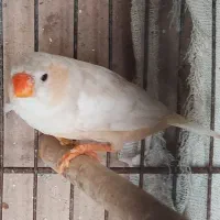 عروس هلندی .فنج نرگسی|پرنده|بندرعباس, |دیوار