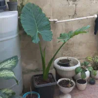 گل بابا آدم