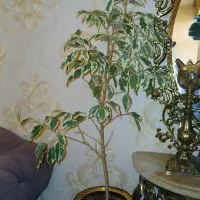 گل فیکوس بنجامین