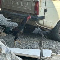 خروس لاری ، خروس محلی ، بوقلمون ماده