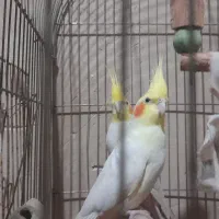 عروس هلندی|پرنده|ساوه, |دیوار