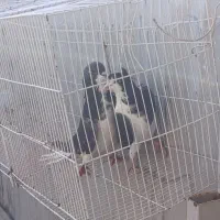 ساده شیرازی ضمانتی