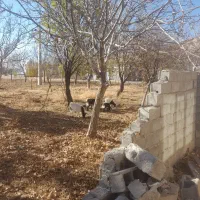 فروش بز و بزغاله