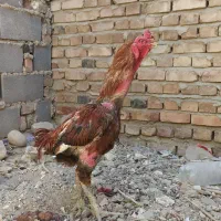 تعدادی لاری و محلی فروش فوری و معاوضه با پرنده|حیوانات مزرعه|خاش, |دیوار