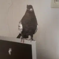 کبوتر|پرنده|شاهرود, |دیوار