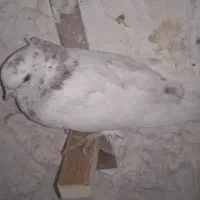 6تاسفید چشم زرد|پرنده|زرند, |دیوار