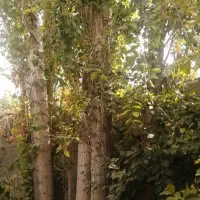 چوبباغیشماراخریدارمبهقیمتبالا|خدمات باغبانی و درختکاری|بجنورد, |دیوار