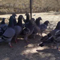 کفتر نرماده