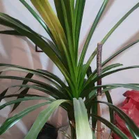 گل اپارتمانی|گل و گیاه طبیعی|ضیاء آباد, |دیوار