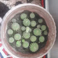 گل کاکتوس