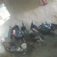 بوقلمون محلی|حیوانات مزرعه|میلاجرد, |دیوار