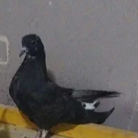 کفترسینه ماش دم سفید