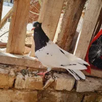 کبوتر