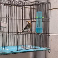 سره قناری|پرنده|تهران, پرستار|دیوار