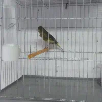 نر ودوتا ماده