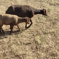 کاور نر چاق شیر مست