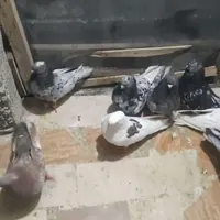 کفتر فروشی