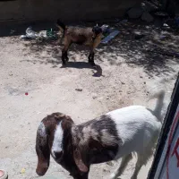 کهر ماده  ۲عدد