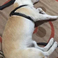 گم شده سگ|سگ|خوی, |دیوار