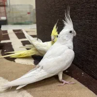 عروس هلندی‌ طوطی