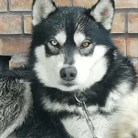 سگ ژرمن هاسکی