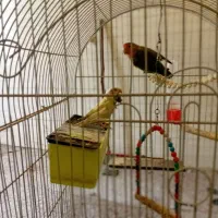 طوطی برزیلی