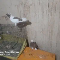 ی جفت کفتر نقش