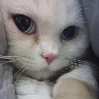 گربه پرشین با ادب