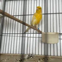 قناری نر مست مست بخون