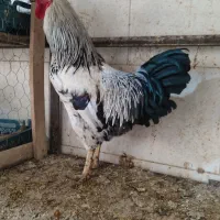 مرغ و خروس محلی