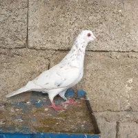 کفتر المانی