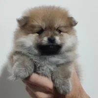 توله پامر پرتقالی نر